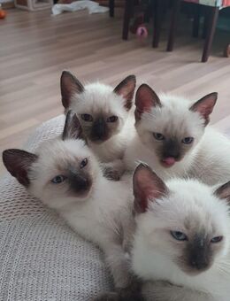 Süße Siam Katzenbabys - Aachen