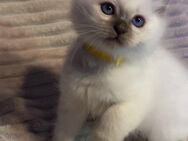 Ragdoll/ Heilige Birma Edelmix kitten - Hagen (Stadt der FernUniversität)