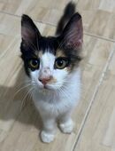 Fienchen sucht ein zu Hause in 63110