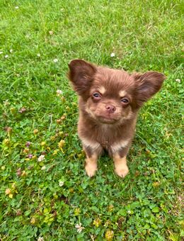 Chihuahua Welpe Rüde reinrassig Schoko Tricolor sucht absofort liebevolles Zuhause - Lanitz-Hassel-Tal