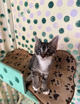 Sammy aus dem Tierschutz - Grevenbroich