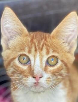 Collin, geb. ca. 07/2025, GRIECHENLAND - Markdorf