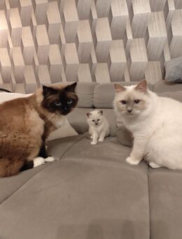Heilige Birma Kitten geb 10.9 - Wittmar