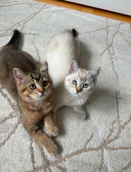 Zauberhafte BKH-Kitten auf der Suche nach einem liebevollen Zuhause - Singen (Hohentwiel)