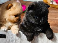 Pomeranian Welpe sucht ein Zuhause - Wiesau