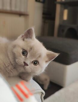 BKH Britisch Kurzhaar Katze Blau Lilac Reinrassig - Lenzkirch