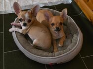 Reinrassige Chihuahuawelpen suchen Ihren Traumplatz! - Roth (Landkreis Altenkirchen (Westerwald))