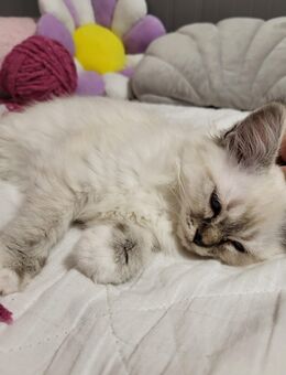 Heilige Birma Kitten - Dortmund