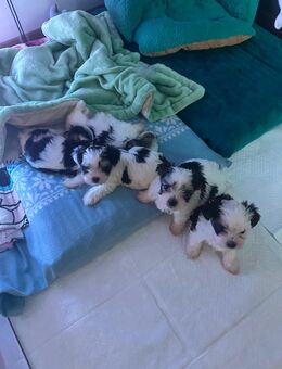 Malteser–Biewer Yorkshire Terrier Welpen suchen ein liebevolles Zuhause - Ansbach Zentrum