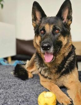 Lila - Anfängerhund - Löwenberger Land