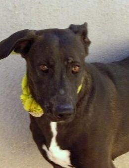 CHANEL - endlich befreit...... - Kempen