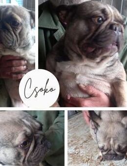 CSOKO PP Mädchen sucht Geborgenheit - Neustadt (Rübenberge)