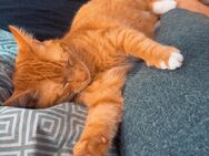 2 Kater - Nordenham Zentrum