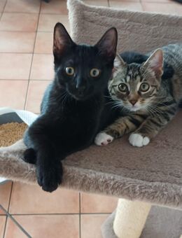 2 Katzen kitten katzenbabys katzenbaby hauskatzen hauskatze - Hadamar