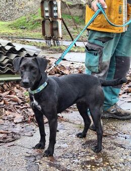 Lizi sucht Liebe und Geborgenheit ! - Dortmund