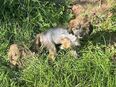 Süße/r Chinese Crested Welpies suchen ihr Traum zuhause in 96145