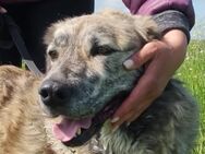 Liebe,schmusige MISTY sucht Dich! - Gevelsberg