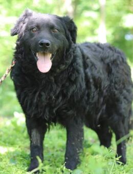 Rüde Boby 💗verdient es endlich zu leben - Hamburg