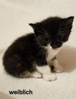 Hauskatze, Kitten , Babykatze , Schwarzweiß - Schöffengrund
