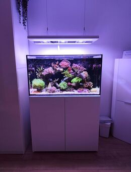 Meerwasser Aquarium Komplettverkauf. Armatus 300 mit Besatz, Lampe und Technik. - Essen