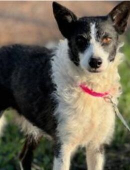 RITA (W) - verspielt, aktiv - Sankt Goar Zentrum