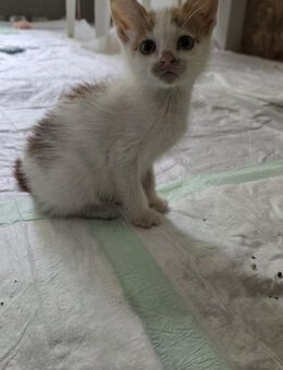 Kater 🩵Carlo🩵 sucht seine Familie - Freilassing