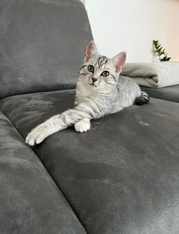 BKH Katze (Mischling) - Bad Rothenfelde