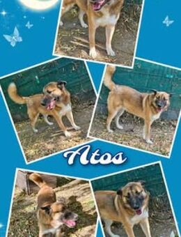 Atos- neue Heimat gesucht - Nürnberg