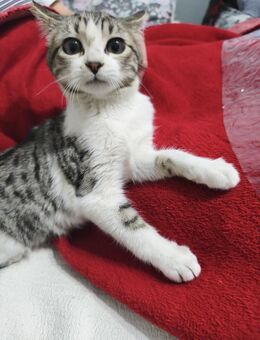 kleiner Lolo sucht das Glück - Geisenheim