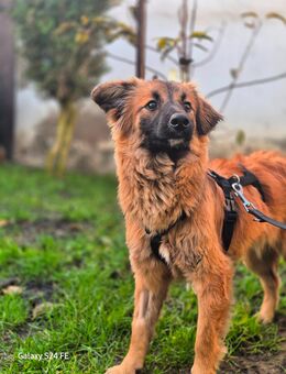 Hellen die Sanfte - Oerlenbach