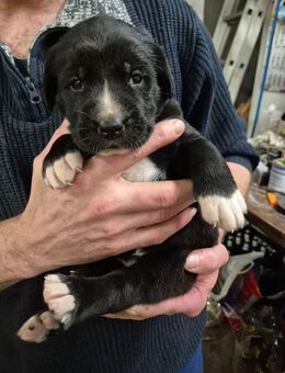 Reinrassige Alabai-Welpen abzugeben - Hessisch Lichtenau
