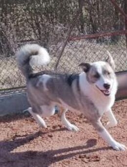 Die freundliche Isis sucht ihre Familie! - München