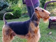 Airedale Terrier Welpen m.p - Beerfelden