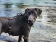 Weimaraner Mischlingshündin sucht Deckrüde in 3113