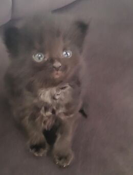 Schwarze Schönheit Maine Coon Mix Nisha - Herne