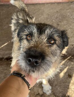 Mila, sucht einen Gnadenplatz - Bonndorf (Schwarzwald)