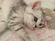 Reinrassige BKH Kitten - Kamp-Lintfort