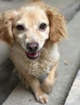 DERIA - ALLEIN ZURÜCK GELASSEN - Nörten-Hardenberg