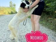 Moomoo braucht Liebe - Flörsheim-Dalsheim