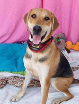 Sam - großer sanfter Schatz ❤️ - Speyer