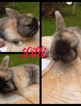 Zwergkaninchen, Mini Lop - Sagard