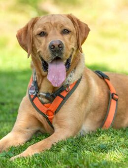 Mr. Sam - Labrador - 4 Jahre - Tierhilfe Franken e.V. - Lauf (Pegnitz) Zentrum