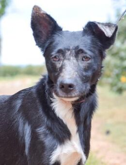 Bros sehnt sich nach einem Zuhause - Laatzen