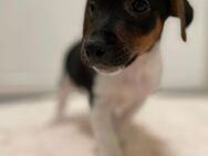 Jack Russel Terrier Welpen - Duisburg