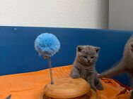 BKH Kitten mit Stammbaum - Bayreuth