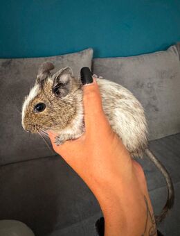 Degu Männchen - Urbar (Landkreis Mayen-Koblenz)