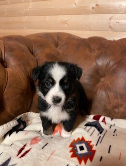 Miniature Australian Shepherd Welpen - Hattingen