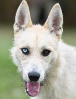 Dona sucht ein Zuhause - Linden (Hessen)