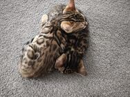 Bengal Kitten 2 Kater 3 Monate alt - Augsburg