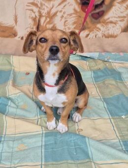 Jimmy - einfach nur niedlich ❤️ - Speyer